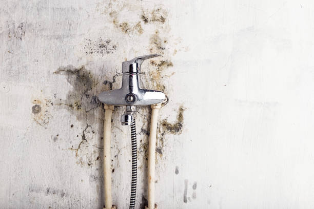 Best DIY Mold Remediation Support Services in Metter, GA