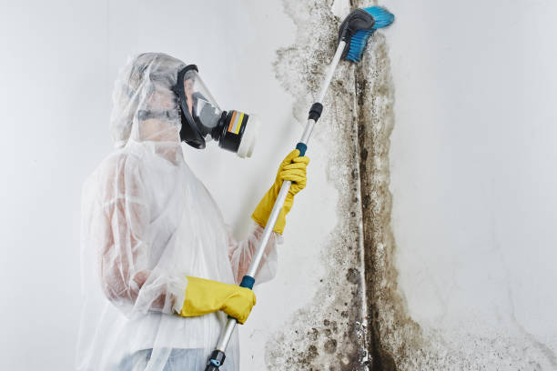 Best Black Mold Remediation in Metter, GA