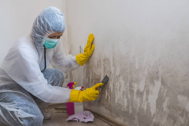 Best Post-Flood Mold Remediation in Metter, GA