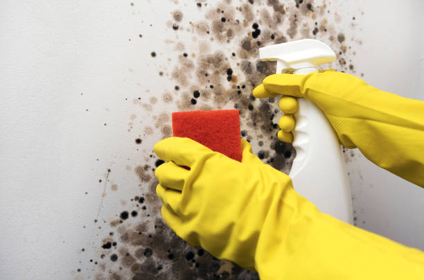 Best Mold Testing and Inspection Services in Metter, GA